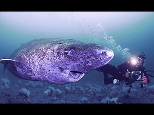 Scientists Find 400-Year-Old Shark?!