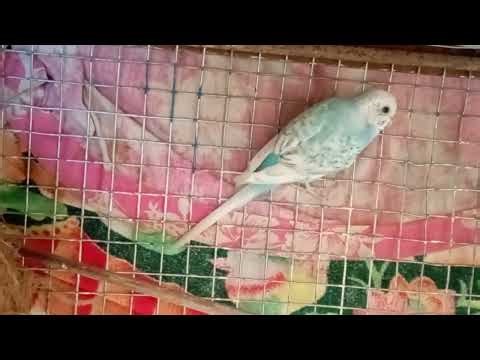 My budgies are feeling tired and sleepy and my Java story 🥰