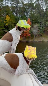 Spotted! 👀 We saur some Dino-mite and imfossily cute Pointersaurus Rex today 🦖 They looked Bad to the Bone 🦴 Keep your eyes peeled, but they’re saur easy to spot 🧐 What a blast from the past 💥 • • • #pointerpawprints #gspoftheday #dogvideos #dogreels #dogobsessed #instadog #instareels #weratedogs #thisweekoninstagram #dogmom #petlovers #petstagram #spookyseason #trickortreat #dogcostume | Pointerpawprints