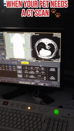 👀 Ever wonder what happens when your pet needs a CT scan? 📽 Come behind the scenes! CT scans allow our team to: 🩸 Detect tumors, blood clots & internal bleeding 🦴 Identify bone & joint issues 🦠 Evaluate diseases affecting the chest, abdomen & pelvis 💉 Guide certain medical procedures 💊 Monitor how well treatments are working This fast, non-invasive technology gives us incredibly detailed images, helping us diagnose problems quickly & safely! #vetmed #ctscan #advancedimaging #tvrhdurham | 