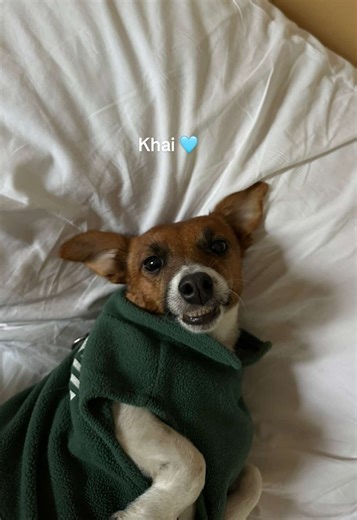 Ροχαλητό: Η Χαριτωμένη Πλευρά του Ύπνου