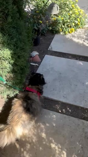 28 reactions · 3 comments | Kitty Kali is learning how to walk on a leash to get herself more exercise. She's a sweet chunk of a kitty, but we're helping her get her workouts in. If you'd like to meet Kali, you can submit an adoption application to set up a meeting: https://www.svpetproject.org/info/adoption #svpp #adoptdontshop #longhaircatsofinstagram #catsofinstagram | Silicon Valley Pet Project | Facebook