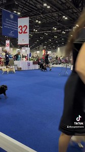 110K views · 9.5K reactions | Round and round pugs go.....WOOF!! #DogShow #AKC #TommyPugdashian #Pugdashians | Pugdashians | Facebook