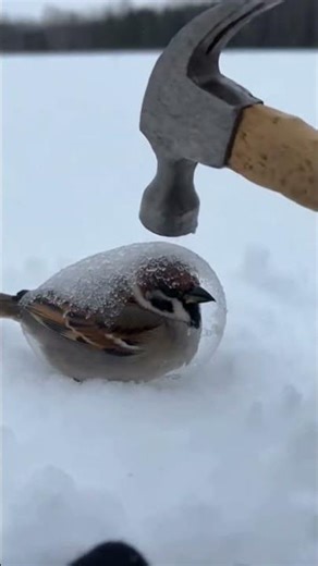 Saving a Bird Trapped in Ice! 😱❄️ #Shorts#IceBoundWonders #Nature
