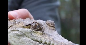 Crocodil descoperit la 2.500 de kilometri de habitatul său obişnuit, în Australia VIDEO