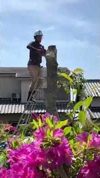 高槻市S様邸 モチノキ伐採 #庭作業