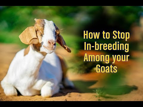 How to stop in breeding among your goats