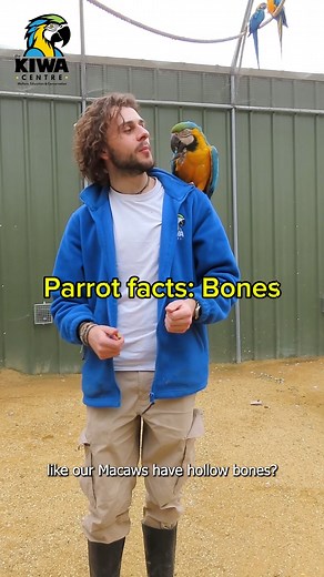 27K views · 414 reactions | Let’s talk about parrot bones! Did you know that parrots have lightweight, hollow bones designed for flight? ✈️ Their unique bone structure keeps them light while staying strong enough for climbing, chewing, and soaring through the skies! . . . #Parrots #macaws #animalfacts | World Parrot Trust | Facebook