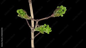 Time-lapse of growing maple tree branch 1x1 in PNG+ format with ALPHA transparency channel isolated on black background.