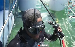 speed潜水近距离观察鲨鱼