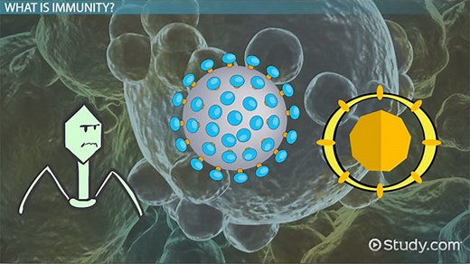Immunity | Definition, Types & Importance