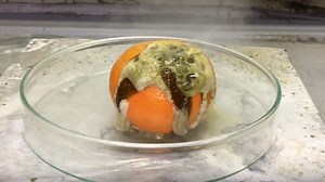 Chlorosulfonic Acid Eats Through Tangerines Like Xenomorph Blood