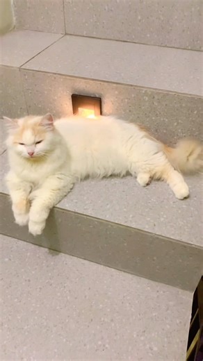 Enak bgt rebahannya 🫠 #cat #catlover #pencintakucing #persia #kitten #fyp #kucingras #kucing