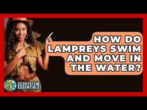 How Do Lampreys Swim And Move In The Water? - Ecosystem Essentials