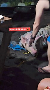 Beautiful Pig 🐖 😍 | Brenda Swanson