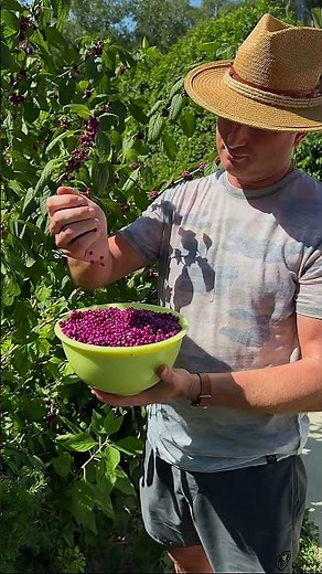 Making Beauty Berry Jelly 🍇✨| Easy Jelly Recipe From Foraged Fruit!!