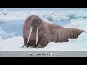 Animals of the Ice: Walruses