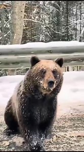 12K views · 229 reactions | Seen on Gulmarg Road Today | Sahara Kashmir News | Facebook