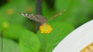 Butterfly flapping their wings and moving antennas on the orange blooming flower, feeding.