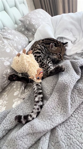 After long day of fishing dreaming for more of fishes 🤣 #ocelot #cat #fishman #sleep
