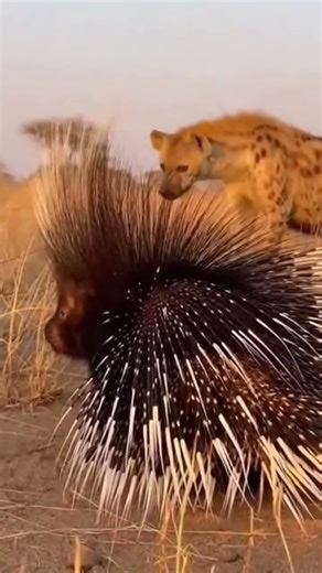 Hyena Attacks a Porcupine… Instantly Regrets Everything 😳🦔🐾 #wildlife #animals #porcupineattack