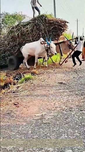 Balancing the Load: How a Farmer Acts as a Living Counterweight to Steer a Bullock Cart Up a Slope