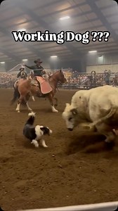 117K views · 2K reactions | DOG’S USED FOR WORK ARE A PART OF OUR EXISTENCE ✅ Some might disagree but working dogs have allowed us humans as a species to survive and thrive over time. Without the help of dogs in the primitive years time would have been tough #dogtraining #dogtrainer #puppy #obedience #dogs #working #workingdogs #cattle #rodeo | Bulletproofk9s - Bulletproof Pitbulls | Facebook