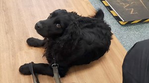 Just look at the gorgeous Bertie waiting for his vets appointment ❤️ He really does deserve a lovely new forever home. | South Yorkshire English Springer Spaniel Rescue
