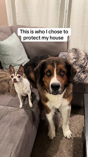 At least Obi looks intimidating for .023 seconds… #fyp #dogsoftiktok #dog #home