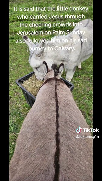 The Legend of Donkeys and the Cross Symbol