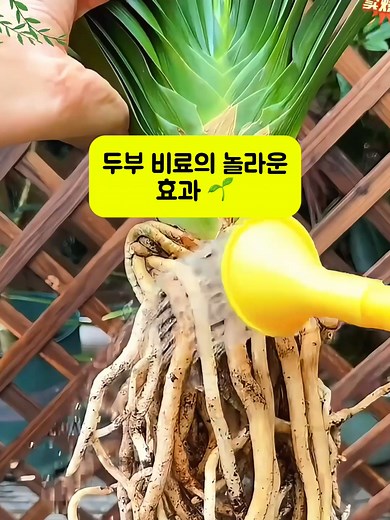 두부 비료로 꽃 활짝 피우는 법