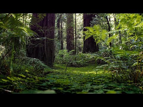 Relaxing Sleep Sounds | Our Green Planet | BBC Earth