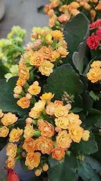 kalanchoe hermosas flores