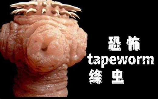 4K超高清科普：恶心寄生虫——绦虫