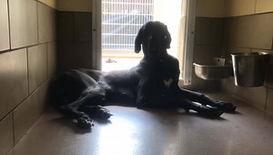 8K views · 60 reactions | Rescued 5/13/19 by One Dane At A Time, Inc....