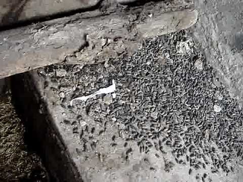 Dirty a toilet in China 中国で案内されたトイレ グロいので注意