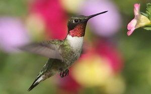 The Hummingbird Migration Feat That Still Amazes Scientists