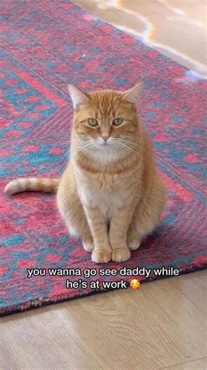 Penny’s guide to a successful relationship is… | Pennythegingercat