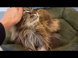 Maine Coon Cat Purring While Being Petted