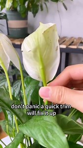 Peace Lily Pruning Made Easy 🌿✂️ ✨ When flowers turn green, trim the whole stalk at the base. 🍂 Cut off yellow or black leaves to keep the plant tidy. 🍃 Remove small weak leaves near the soil—they block airflow and can cause root rot. 💧 Skip misting for 1–2 days after pruning, then add balanced fertilizer. ⚠️ Remember: peace lily sap is toxic, so avoid skin contact and keep pets away. #indoorplants #homegarden #plantcare #gardening #plants #caretips #indoorgarden #houseplants #gardentips #ga