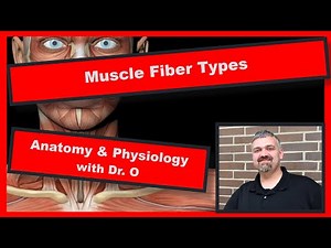 Muscle Fiber Types: Anatomy and Physiology