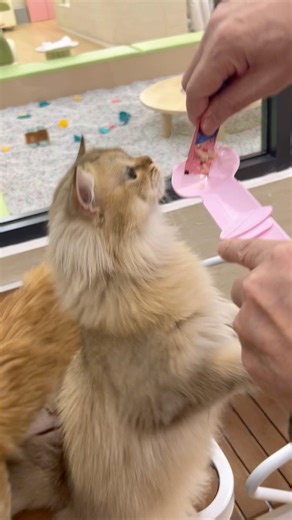 Cat Pleasure Meter: MAXED OUT 🐾❤️