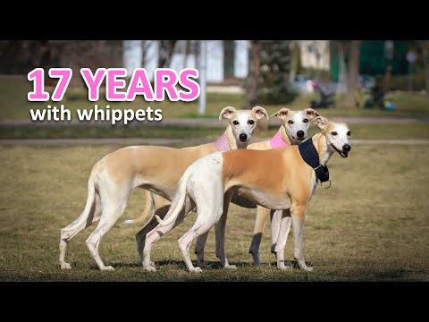 17 Years With Whippets: The Lessons They Taught me