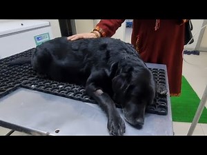 Dog ovariohysterectomy [ SPAY] - Rozy get rid of pyometra & will fit and happy