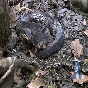 4.4K views · 21 reactions | The giant snake devoured the fellow | Animal | Facebook