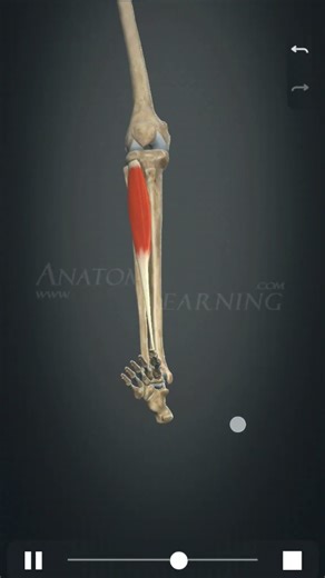 Tibialis Anterior #anatomy ‪@5MinuteCraftsFAMILY‬ ‪@DocTops‬ #anime #science #biology #dj