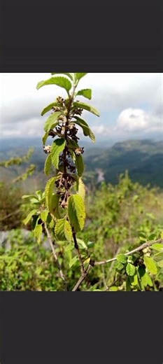 como se ve el cerro el volcán 🌋 desde su altura