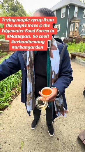 15 comments | Maple Syrup Tapping in Mattapan  A sweet tradition growing right in the city! Credit: @teamruthzee on TikTok #Boston #Mattapan #UrbanFarming #MapleSyrupSeason #CityTraditions #LocalHarvest #BostonCommunity #SweetSeason #MassachusettsMade #SupportLocal | Diaspora Massachusetts | Facebook