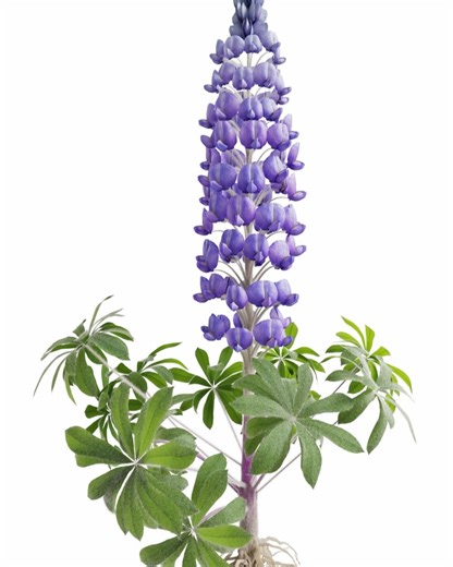 AMKK_Project on Instagram: "New Anatomical chart This artwork is modern version of botanical portraits. Along with vivid visuals created by shooting real flowers and turning them into 3D models, it provides detailed descriptions of plant morphology, internal cell structure, flowering physiology, pigments, aromatic components, and genetic information using chemical formulas and diagrams. This is an attempt to remove the veil that plants wear, analyze them, and describe them in universal language.