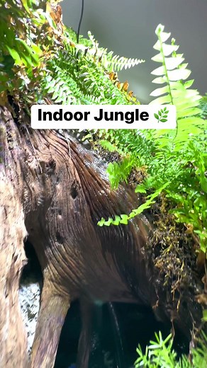 Indoor Jungle 🌿 | Aquarium Info